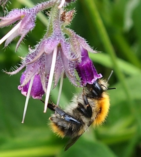 Carder bumblebee